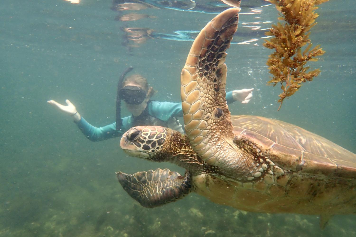 一名<a href='http://znff.ngskmc-eis.net'>bv伟德ios下载</a>学生在Galápagos群岛游学途中与一只巨龟游泳.